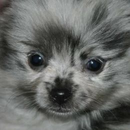 Pomeranians from Sacred Heart Kennels