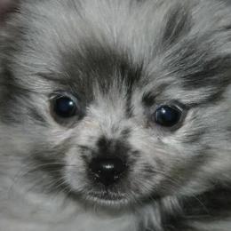 Pomeranians from Sacred Heart Kennels