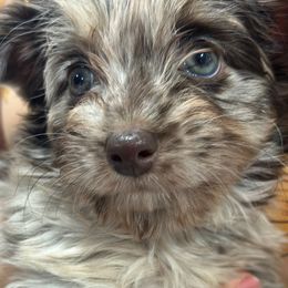 Beauty - Gold sable female Havanese puppy in Arizona from HavaDoggie