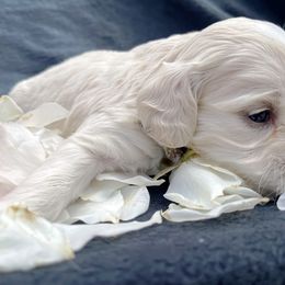 Cockapoo and Pomeranian Puppies from Luna Kennel