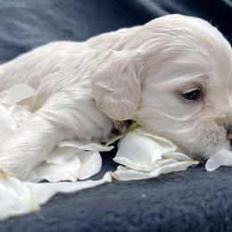 Cockapoo and Pomeranian Puppies from Luna Kennel