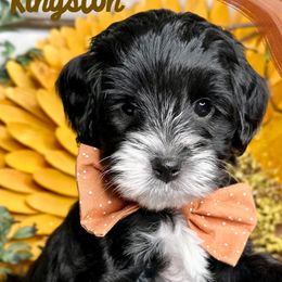 Boy 1 - Black male Australian Labradoodle puppy in Kentucky from Bluegrass Country Labradoodles