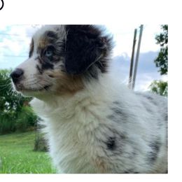 Ellie - Australian Shepherd