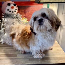 Nikeia - Shih Tzu