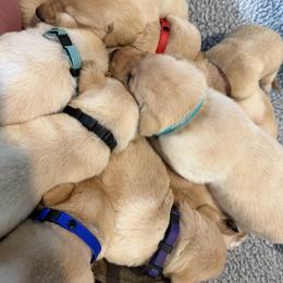 Girl 1 - female Labrador Retriever puppy in Britton, South Dakota from FR Labs