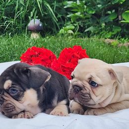 Molly - French Bulldog puppy in Hartford, Connecticut from French Bulldogs Planet