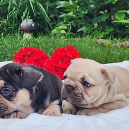 Molly - French Bulldog puppy in Hartford, Connecticut from French Bulldogs Planet