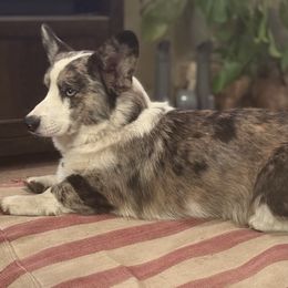 Dilly - American Corgi