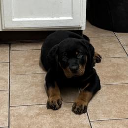Purple collar - Black and mahogany female Rottweiler puppy in Grand Rapids, Michigan from Rott-Squad Kennels