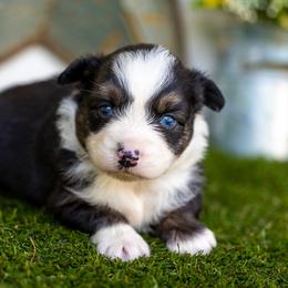 Sullivan - Black tri-color male Australian Shepherd puppy in Granbury, Texas from Texas Miniature Aussies