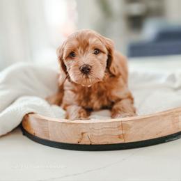 Peanut Butter - Red  male Goldendoodle puppy in Punta Gorda, Florida from Transformation Acres Goldendoodle