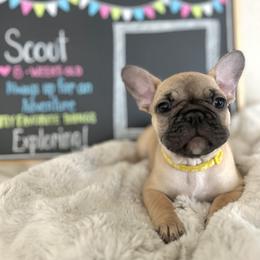 Girl 3 - female French Bulldog puppy in Dubois, Idaho from White Hippo Frenchies