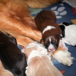 English Shepherd Puppies from Town & Country English Shepherds
