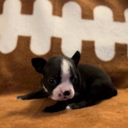 Girl 3 - Black and white Boston Terrier puppy in Columbus, Ohio from Columbus Boston Terriers