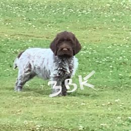 Wirehaired Pointing Griffon Puppies from Three Beard Kennels