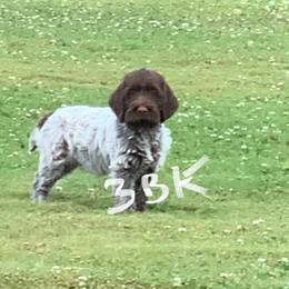 Wirehaired Pointing Griffon Puppies from Three Beard Kennels