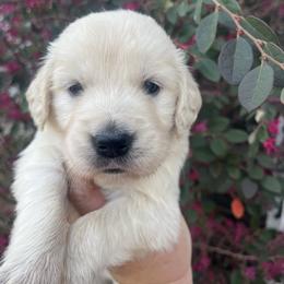 Black - Light golden male Golden Retriever puppy in Jesup, Georgia from Painted Platinum Retrievers (Painted Platinum Kennel) PPK