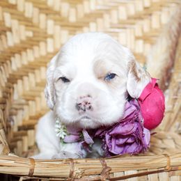 Lila - Buff and white female Cocker Spaniel puppy in Rattan, Oklahoma from Double M Cocker Spaniels