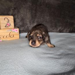 Boy 1 - Dapple male Dachshund puppy in Valrico, Florida from Bloomin Doxies
