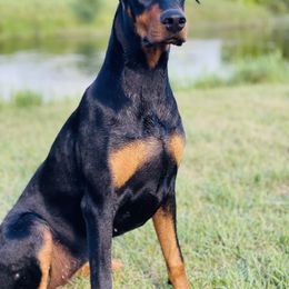 Zelda - Doberman Pinscher