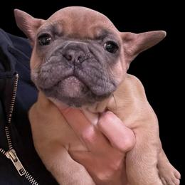 ASPEN - Blue fawn female French Bulldog puppy in Connersville, Indiana from MoonShine Babies