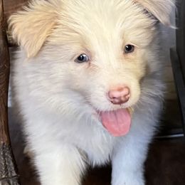 Big gold boy - White and gold male Border Collie puppy in Apple Valley, California from Flying S Ranch Border Collies