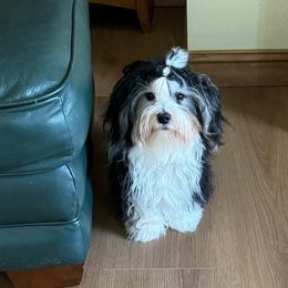 Dora - Havanese