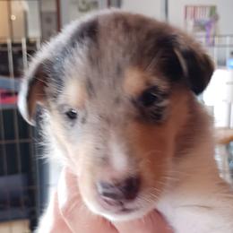 Kabob (Blue Boy 9) - Blue merle white and tan male Collie puppy in Nunn, Colorado from Kingsgift Collies
