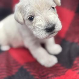 Angel - White female Miniature Schnauzer puppy in Boaz, Alabama from Sweet Home Schnauzers