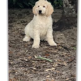 Poodle Puppies from Southern Standards