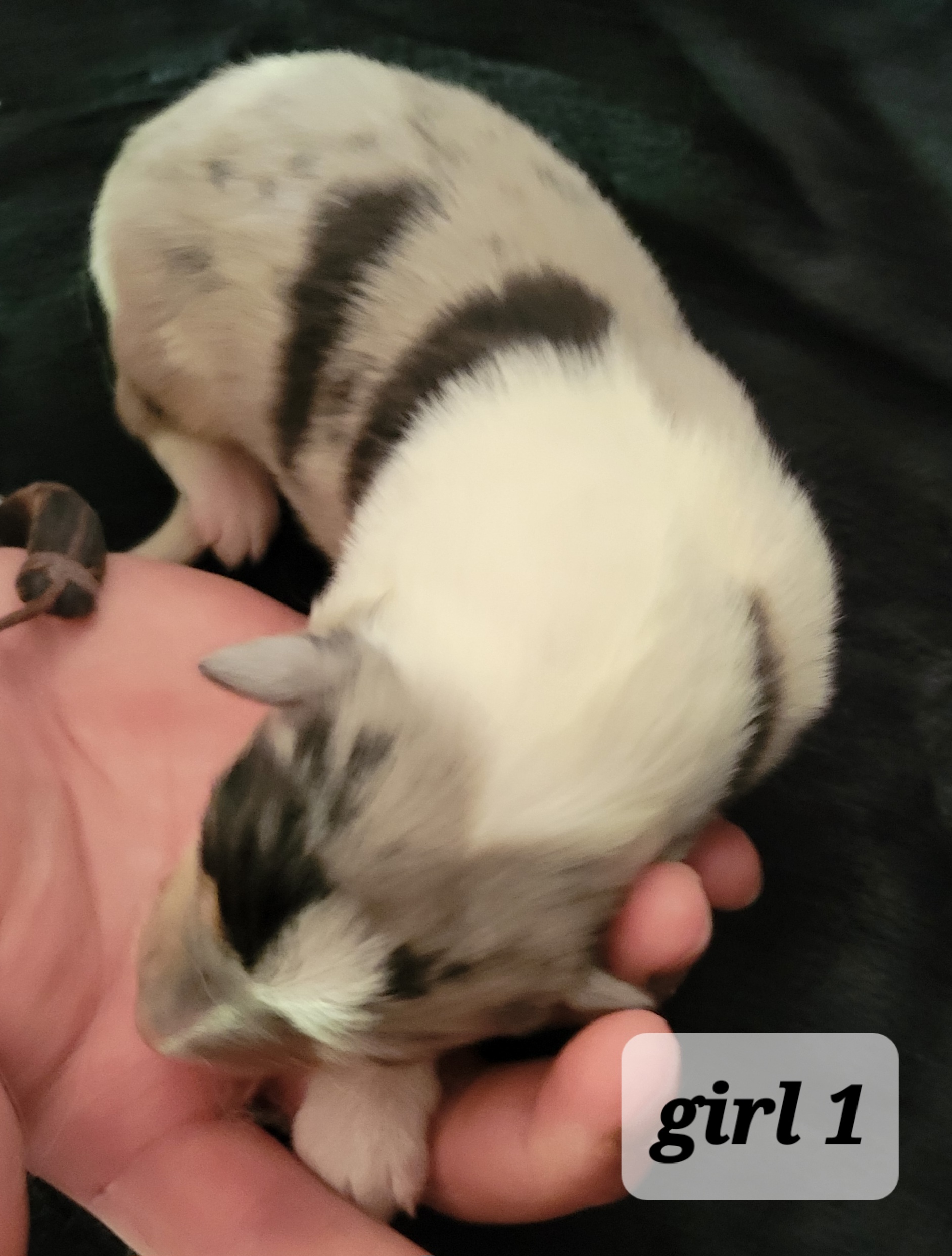Collie Puppies from Katrina's Collies