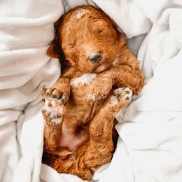 Marfa - Red  female Goldendoodle puppy in Iola, Texas from Supreme Doodles of Texas