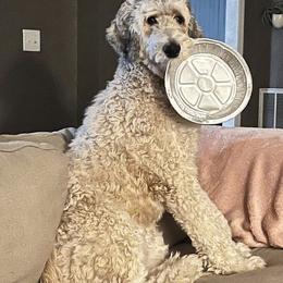 Bea - Bernedoodle
