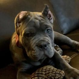 Cane Corso Puppies from Virtue Cane Corso