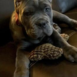 Cane Corso Puppies from Virtue Cane Corso
