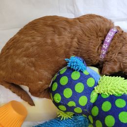 Goldendoodle Puppies from Dream Doodles