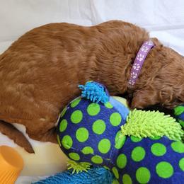 Goldendoodle Puppies from Dream Doodles