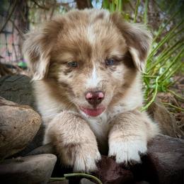 Marshall - Red merle male Miniature Australian Shepherd puppy in North Lakeport, California from Akins Aussies/Wild Rose Ranch