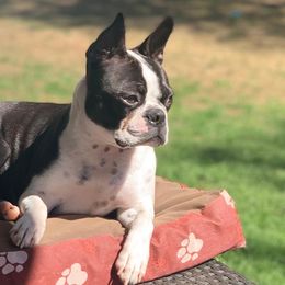 Boston Terriers from Davis Farm Boston Terriers