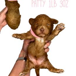 Patty (pink) - Red  female Goldendoodle puppy in Hot Springs, Arkansas from Hot Springs Kennels