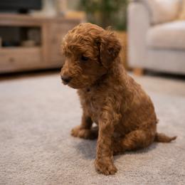 Goldendoodle puppies from Happy Tails Doodle Farm