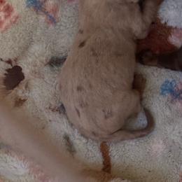 Amelia - Dapple female Dachshund puppy in Roanoke, Alabama from Windsor’s Miniature Dachshunds
