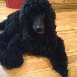 "Midnight" English Springer Spaniel, Poodle, and Springerdoodle All Grown Up from SpringerDoodles at the Beach