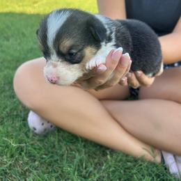 Girl 2 - Black and tan female Pembroke Welsh Corgi puppy in Honey Grove, Texas from JK Ranch Corgis