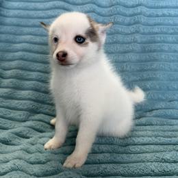 Gizmo - White male Pomsky puppy in Aberdeen, Idaho from Willow Creek Cresteds