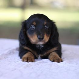 Dachshund Puppies from Prima Dachshunds