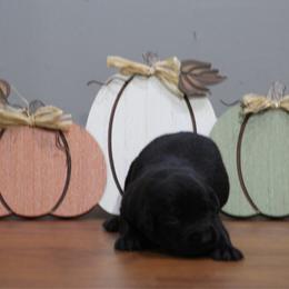 Boy 3 - Black male Labrador Retriever puppy in Four Oaks, North Carolina from TLC Retrievers