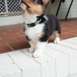 Pembroke Welsh Corgi Puppies from Southern Corgi
