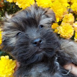Havanese Puppies from Havanese If You Please