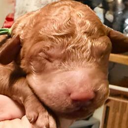 Pugsley - Green collar - Red  male Goldendoodle puppy in Puyallup, Washington from Dawnie’s Doodles